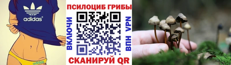 Галлюциногенные грибы Psilocybe  Купить закладки  Приморско-Ахтарск 